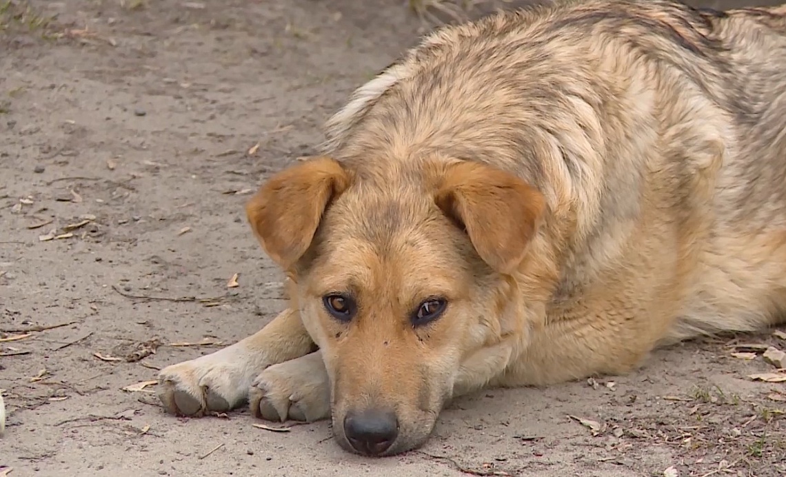 В Пензенской области зафиксирован значительный рост заболеваемости бешенством среди животных